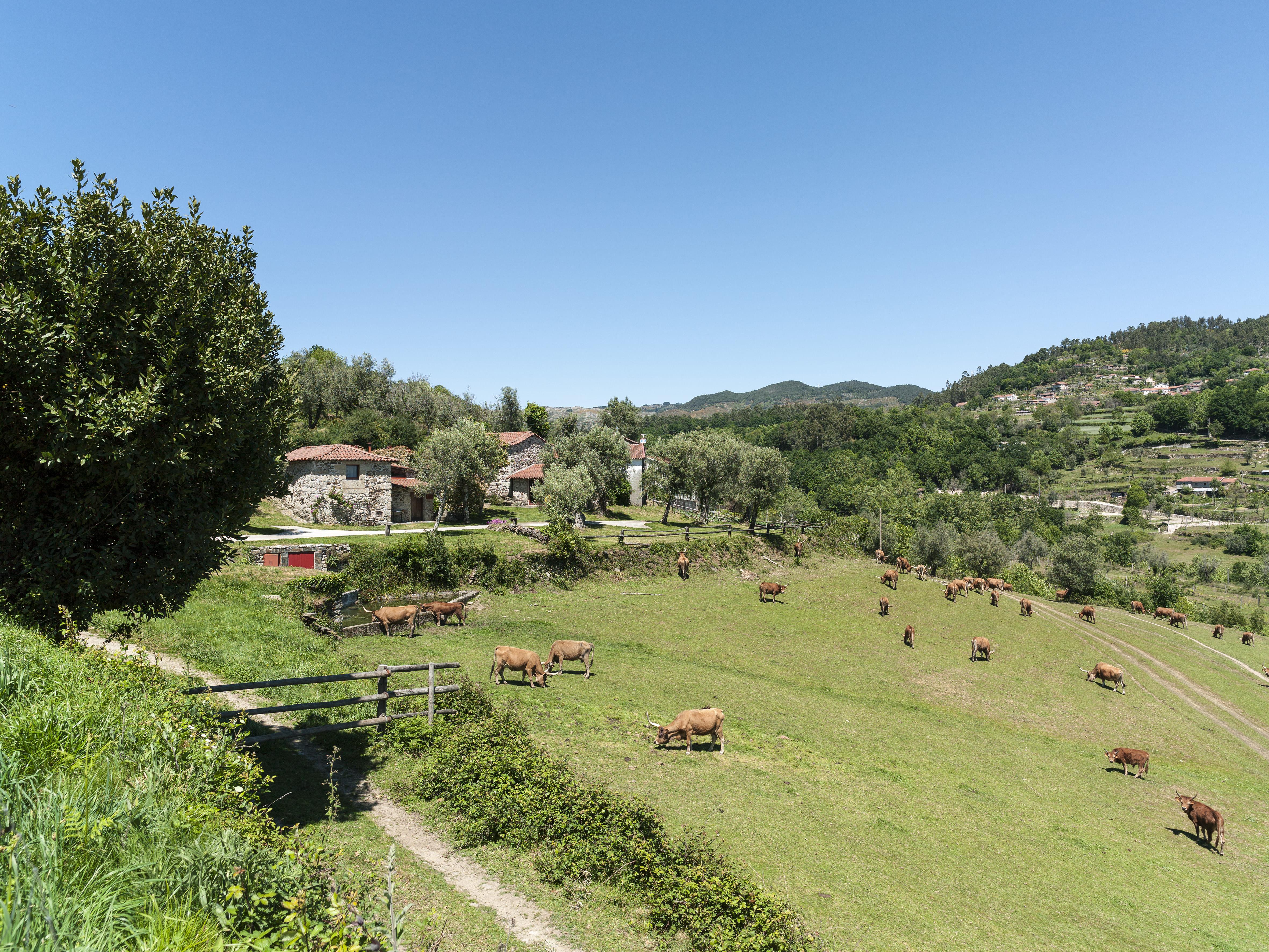 Quinta Do Rapozinho Villa Cabeceiras de Basto Kültér fotó